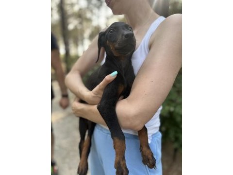 Doberman yavruları yeni yuvalarına gitmeye hazırlat