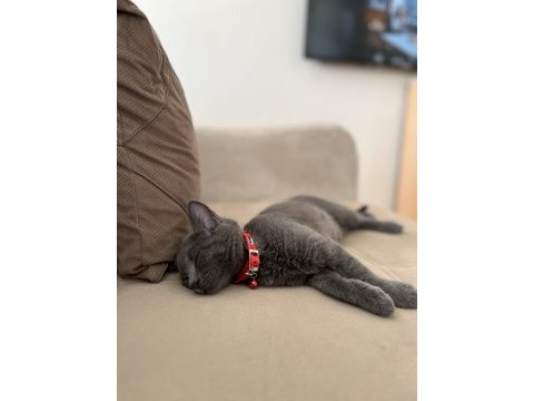 8 aylık british shorthair sahiplendirme