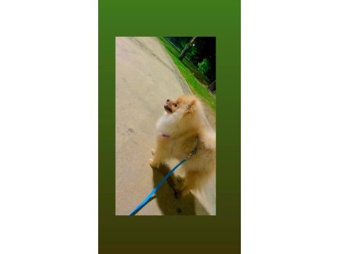 Sevimli pomeranian vegas