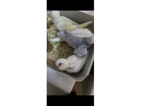 Yeme yeni düşmüş 2 aylık muhabbet kuşları