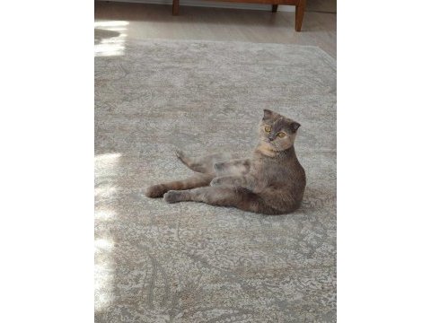 Scottish fold kedimizi sahiplendiriyoruz