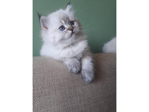 Anne sütü ile büyüyen 2 erkek bir dişi ragdoll yavrular