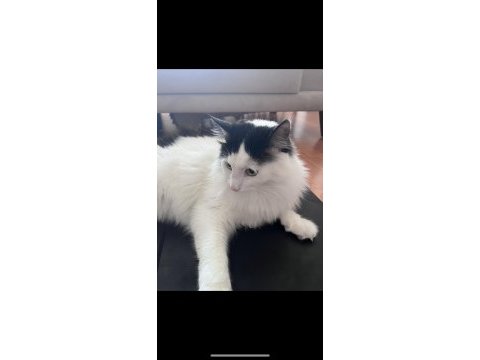 Pofuduk güzeller güzeli oğlan kedimiz yuva arıyor 