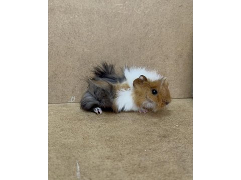 Ginepig yavru gün içi gönderim sağlanmakta