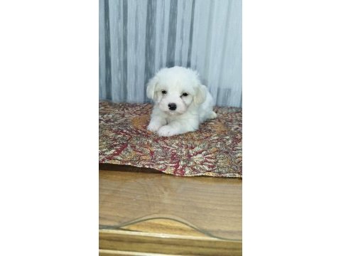 3 sevimli çocuk morkie