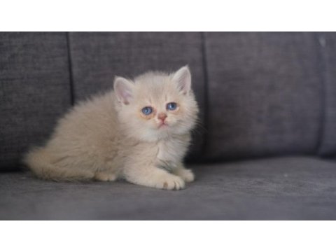 Orijinal safkan british lilac golden shaded erkek