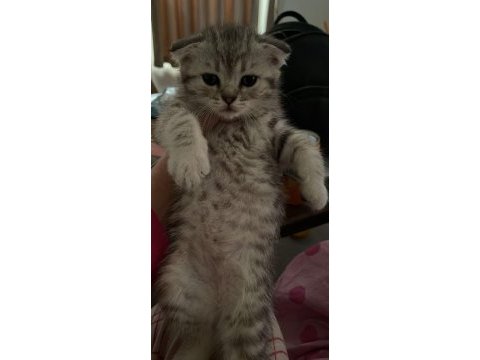 A kalite scottish fold ve british shorthair yavrular