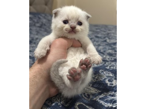 Blue ve blue point scottish fold yavrular