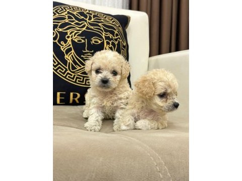 Maltipoo yavrular yeni ailelerini bekliyor