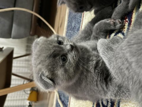 50 günlük scottish fold yavrular