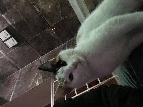 Kedimizi sahiplendirme ilanı kayseri