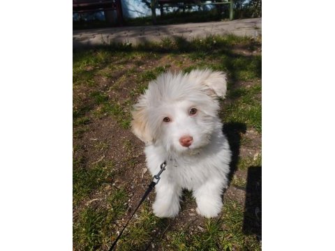 Acil uygun maltese terrier