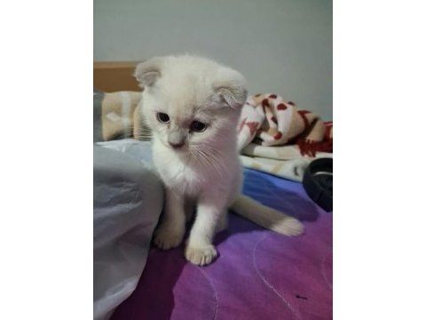 55 günlük yavru kedilerim yeni ailesini ariyo