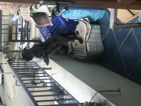 2 aylık cane corso