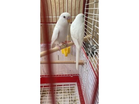 Damızlık ve yavru muhabbet kuşlar
