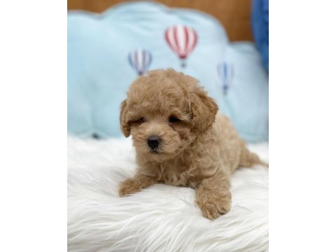 Irk garantili maltipoo yavruları