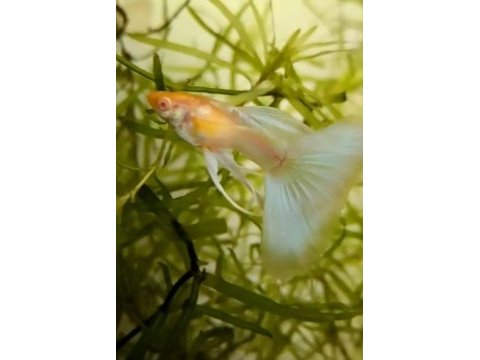 Sky blue albino koi bigred ear premium lepistes