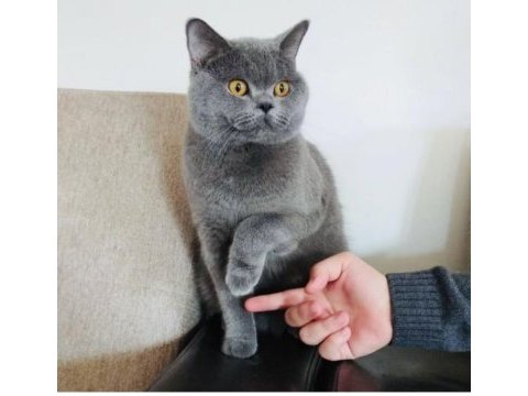 British shorthair erkek oğlumuza dişi arıyoruz
