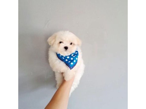 Minnak terrier yavruları
