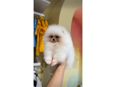 Pomeranain boo 3 aylık