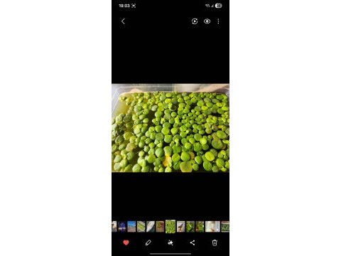 Amazon frogbit su üstü bitkisi
