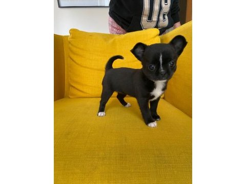 Gri özel renk mini boy elma kafa chihuahualar