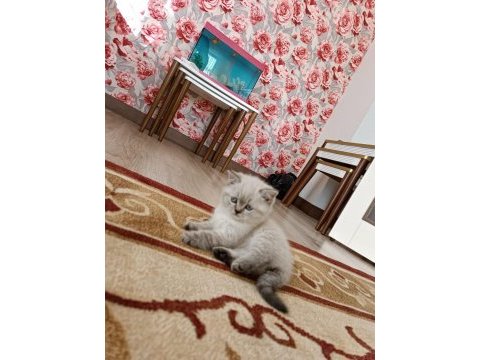Safkan kedimiz esi yoktur kimsede