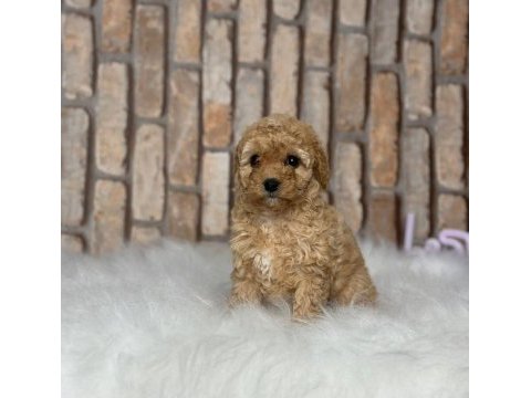 Şecereli mikro çipli poodle yavrular erkek dişi