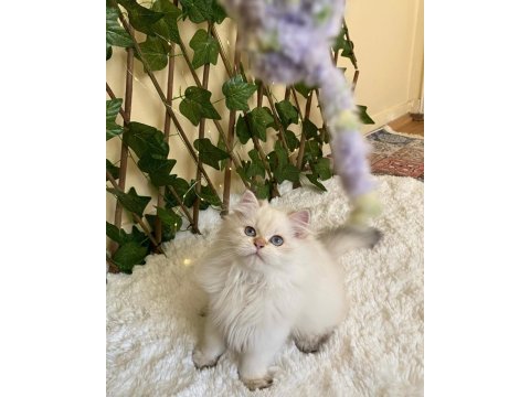 Mükemmel kondisyonda ny1133 şecereli british longhair