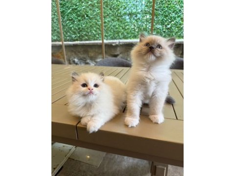 Ragdoll yavru kediler