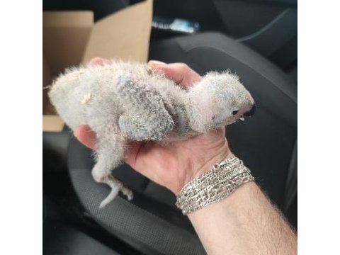 Jumbo boy bebek jako papağanı