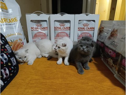 Dişi erkek scottish fold sağlıklı bebekler