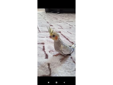 Yeme düşen sultan yavrular