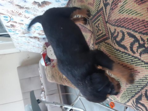 Yavru rottweiler