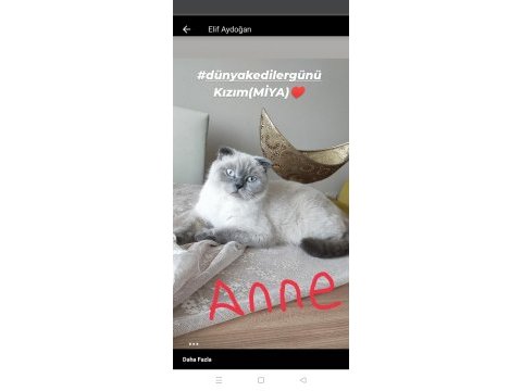 Pamuk prenses scottish fold 2 yaşında