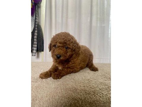 Mini boy red toy poodle kızımız