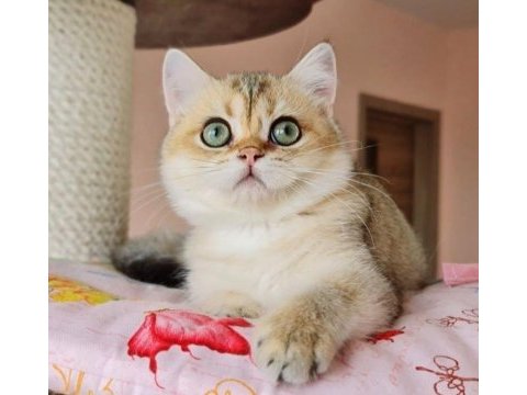 Golden a kalite british shorthair yavrular