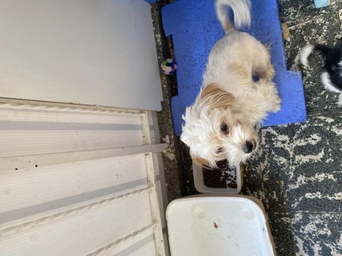 Sevgi pıtırcığı terrier