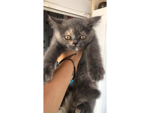 2 aylık dişi british shorthair