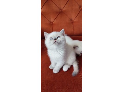 Son blue point british shorthair prensi