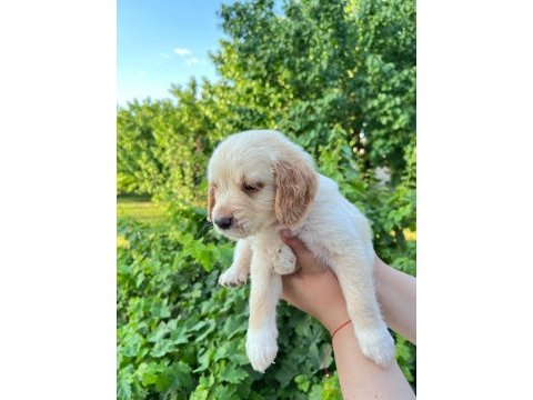 Bebek yüzlü golden retriever yavrular