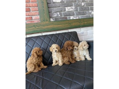 Wc eğitimli toy poodle yavrular ankara mağazamızda 