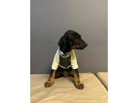 Aşılı doberman bebekler