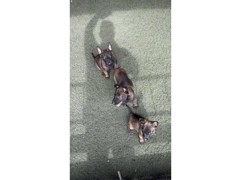 Kaliteli iş köpekleri belçika kurtlarımın yavruları
