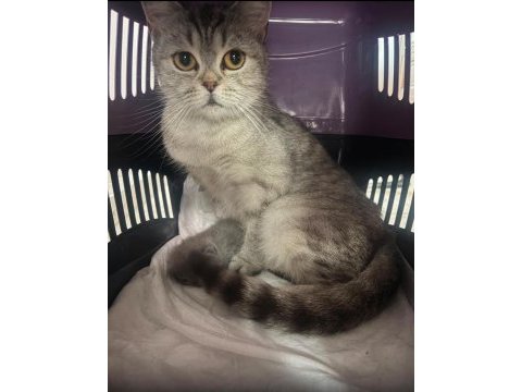 British shorthair dişi kedimiz