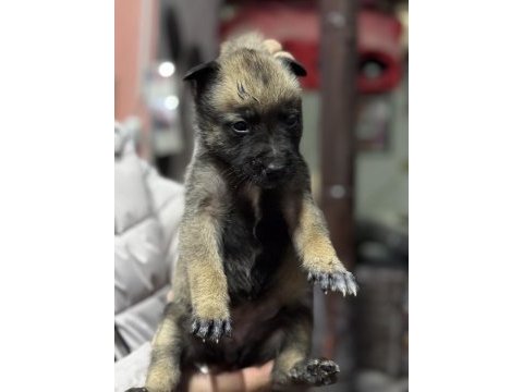 Belçika malinois a kalite yavrular
