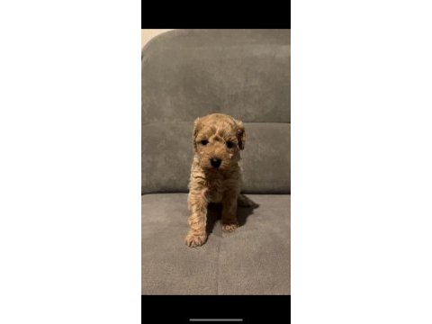 A kalite toy poodle