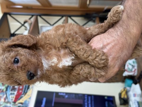 Maltipoo uavruları