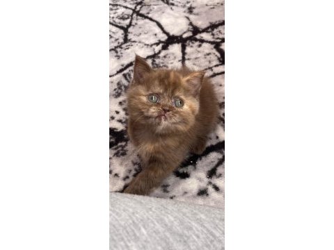 Karamel british shorthair dişi
