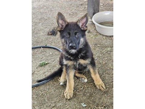 Orjinal siyah maske alman çoban köpeği yavruları